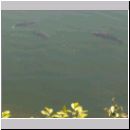 Niedringhaussee-Sundermannsee-Sandgrube 23.jpg